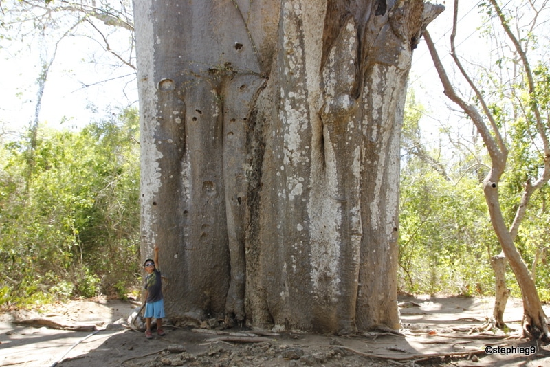 Nolan devant un gros baobab