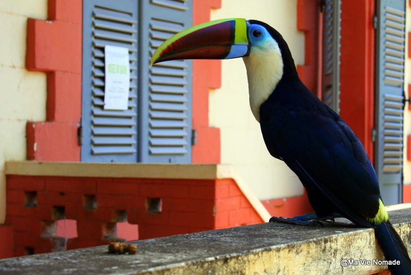 Un toucan peu farouche sur l'île du salut